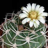 Gymnocalycium oenanthemum ambatoense Piltz29 Chumbicha, Catamarca, Arg ©JLcoll.4848.jpg